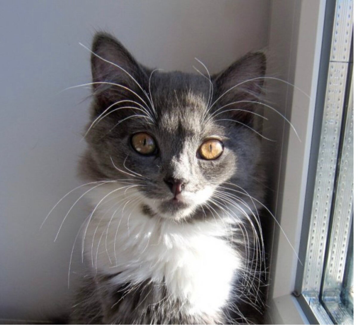 Дикая кошка Манул