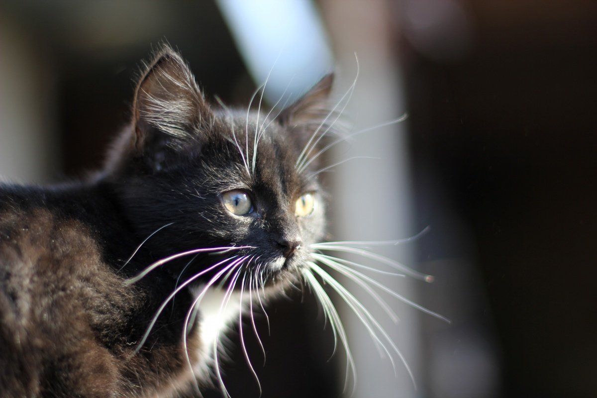 Длинные кошачьи усы