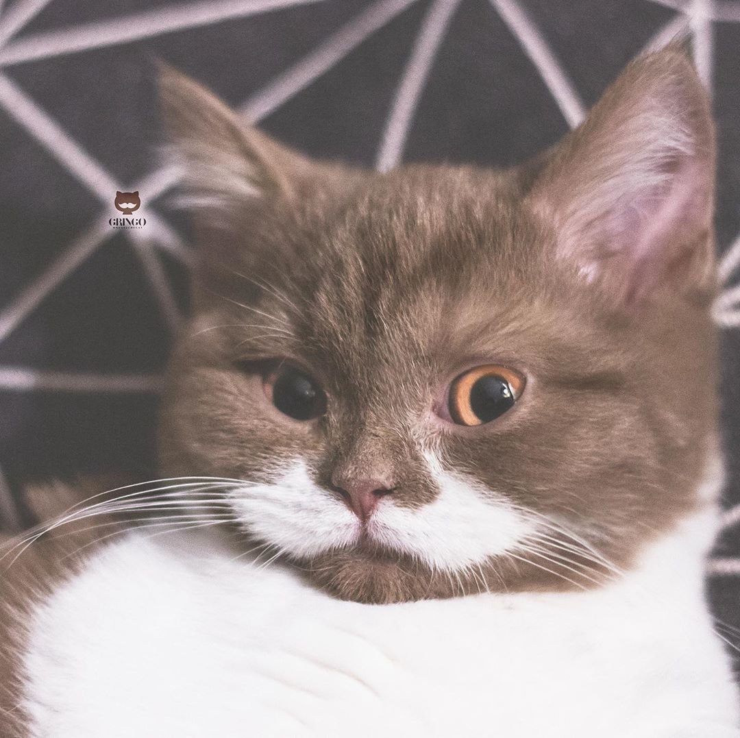 Обои на рабочий стол кошки