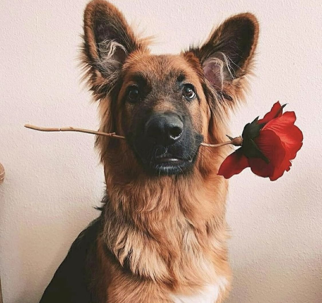 Африканская Гиеновидная собака