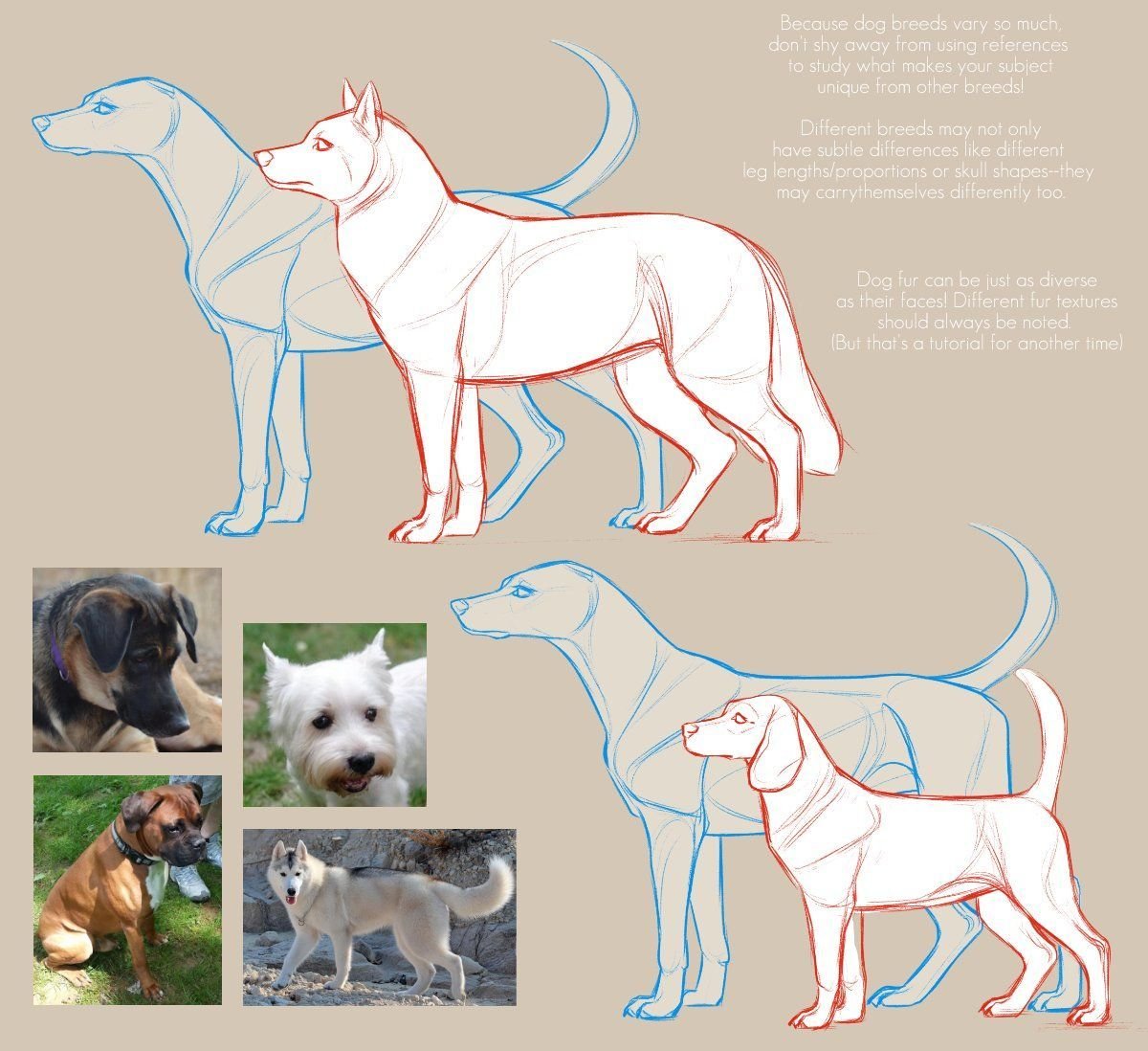 Собака сбоку референс