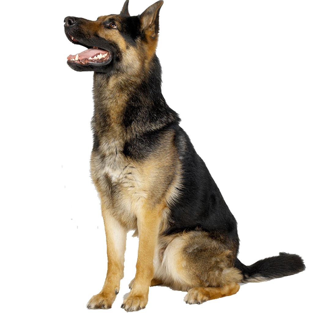 Референс животных