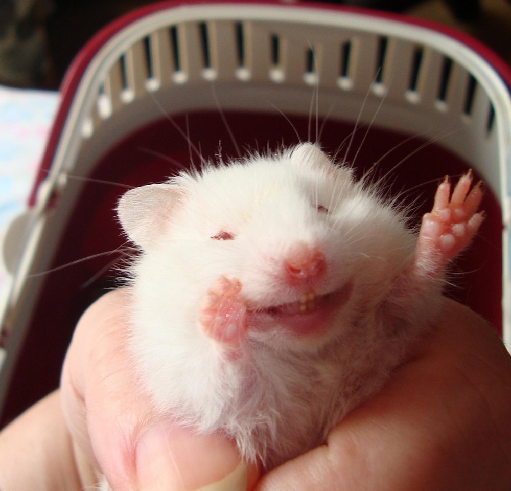 Джунгарский и сирийский хомяк