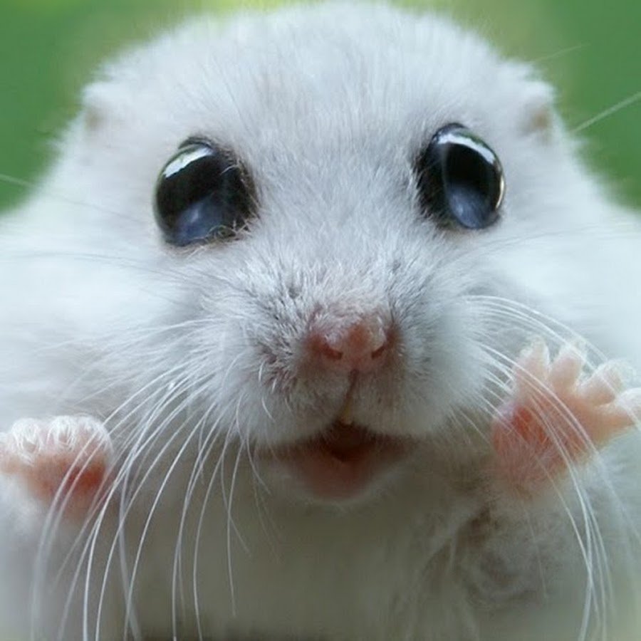 Взгляд хомяка