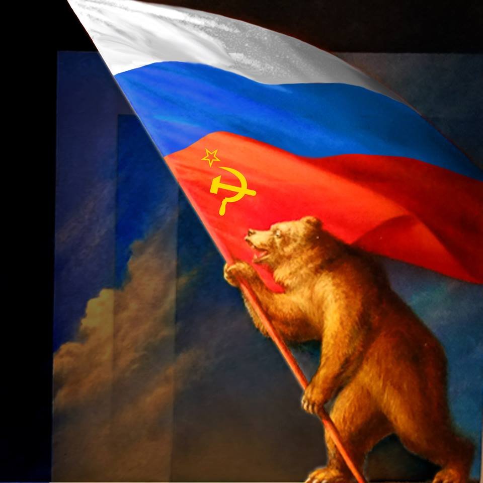 Сибирская кошка трехцветная короткошерстная