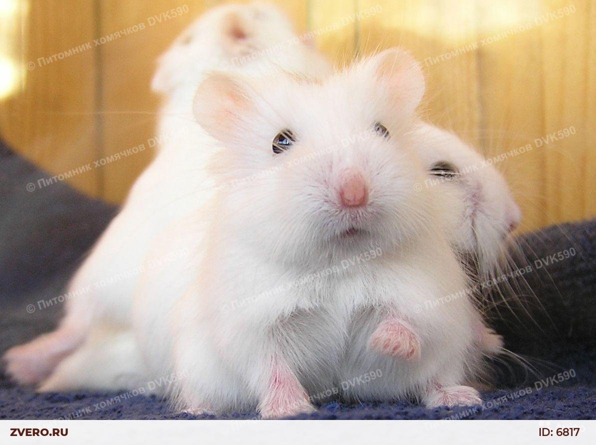 Обои с хомяками