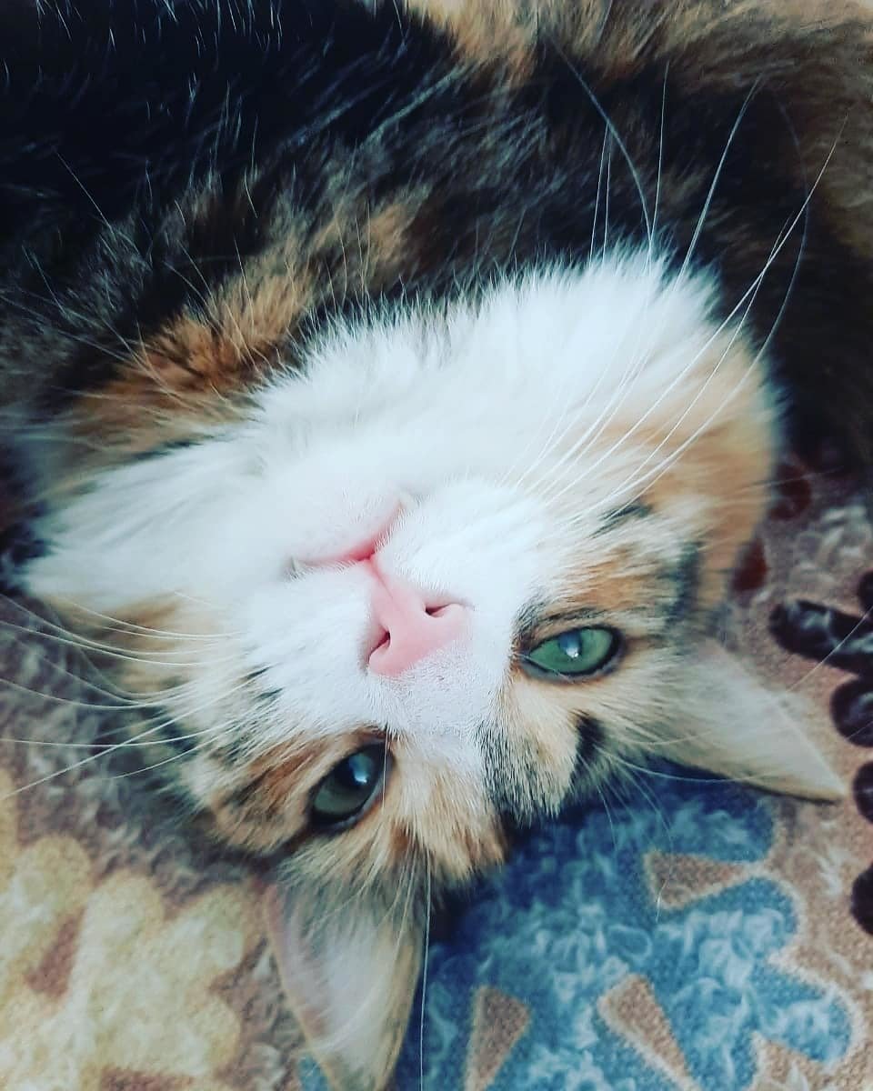 Кошка Триколор