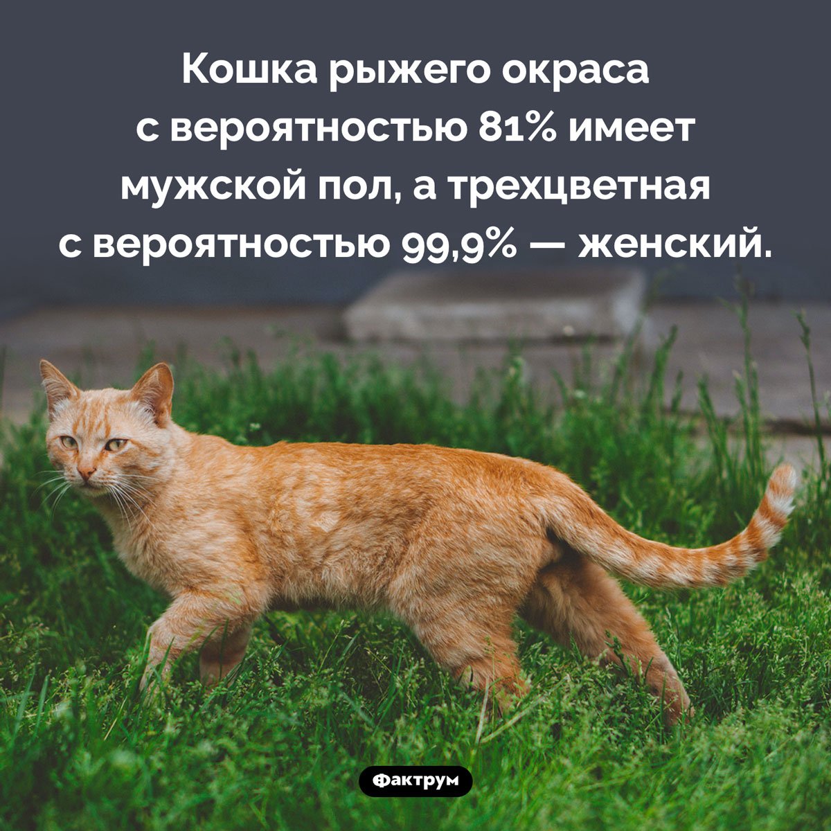 Котикик желающий удачи