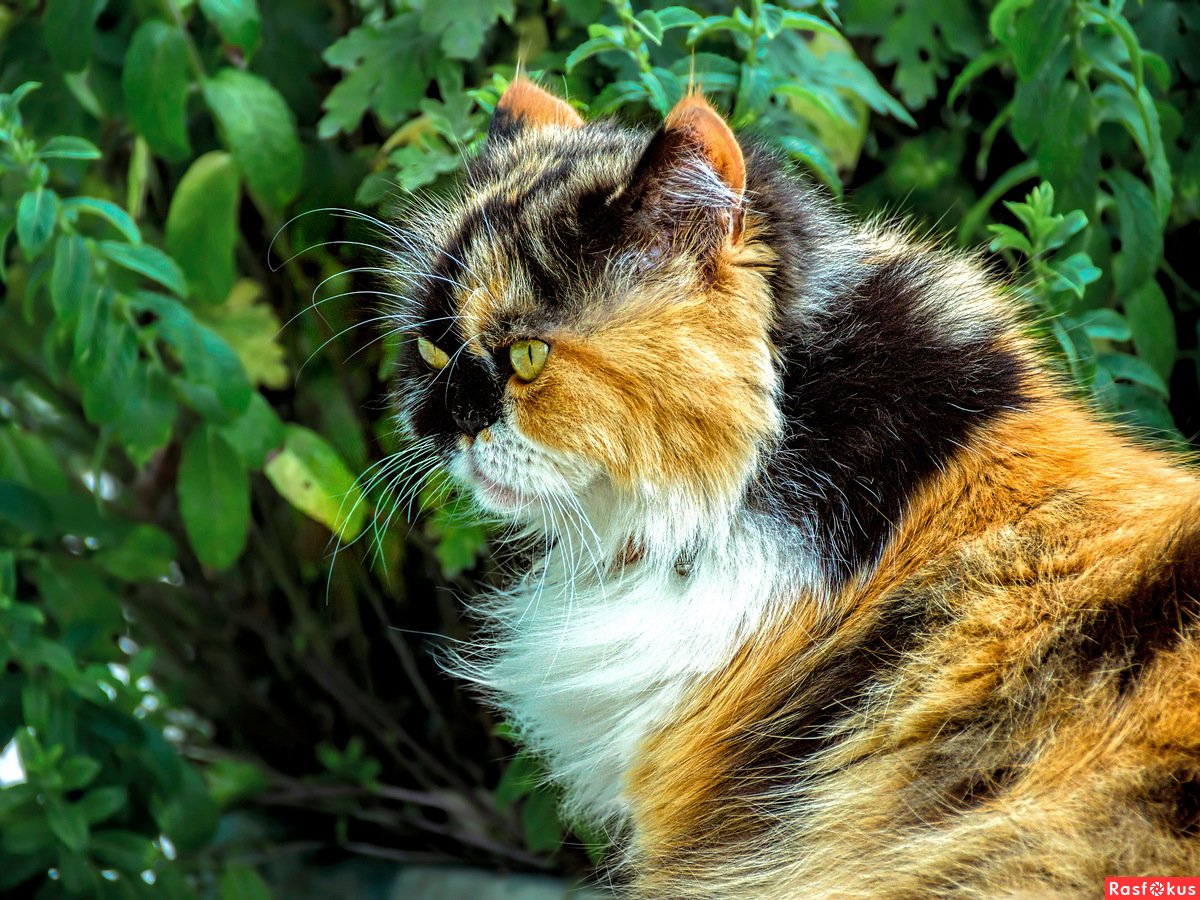 Морда кота