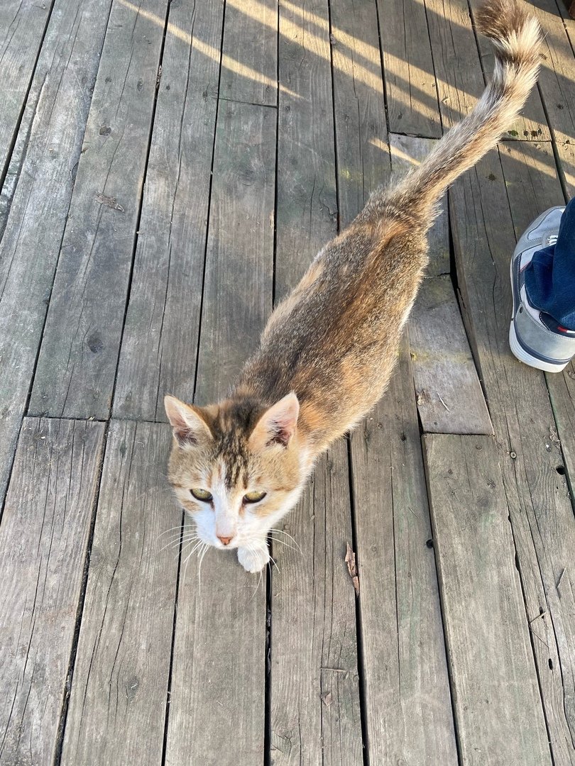 Жёльтые вололасатых киськи