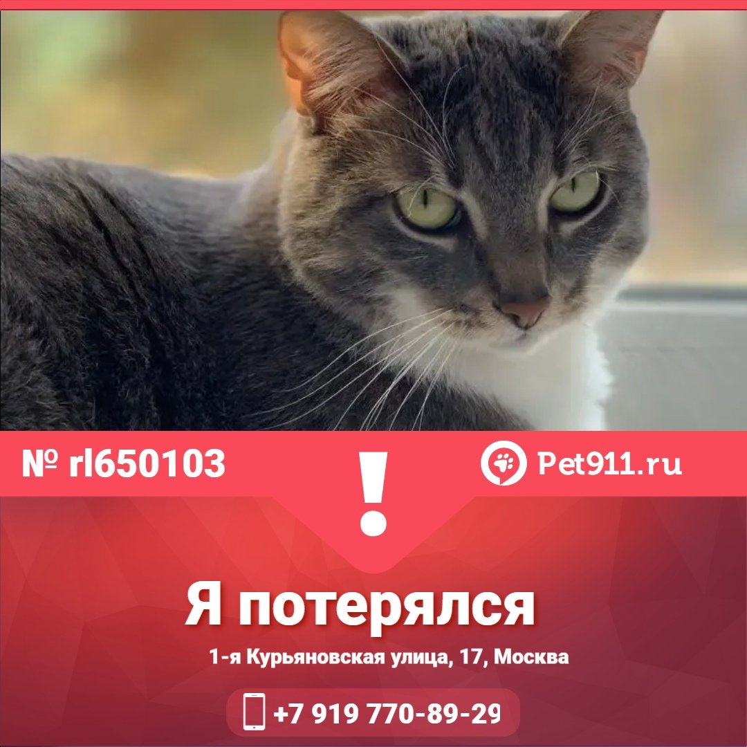 Кошка Триколор