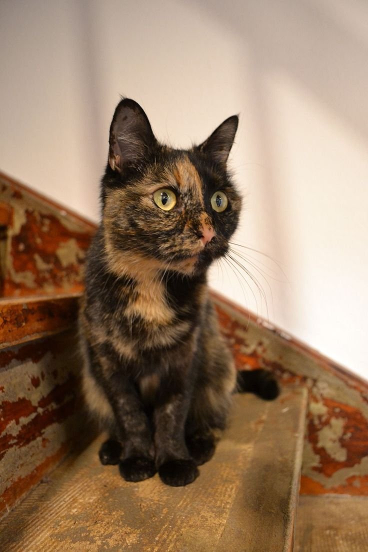 Трёхцветная пушистая кошка злая маленькие ушки розовый нос