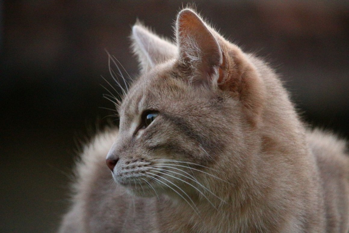 Курносый кот порода