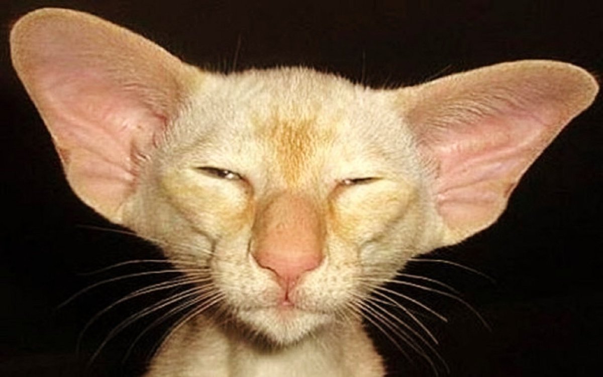 Коты с большими ушами