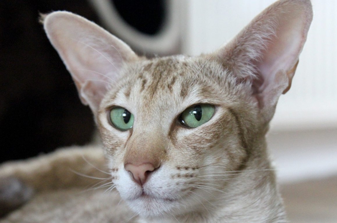 Ориентальная кошка