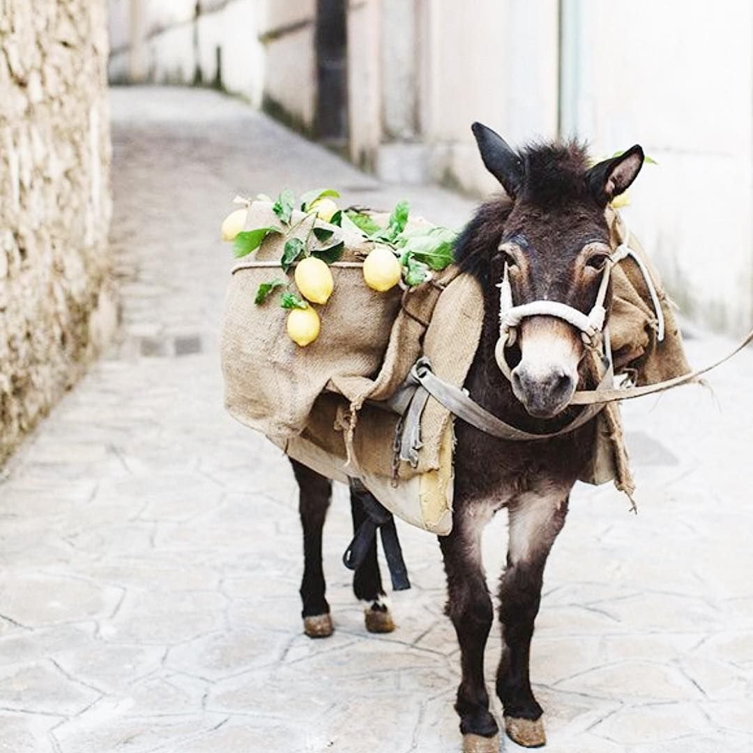 Ослик греческий