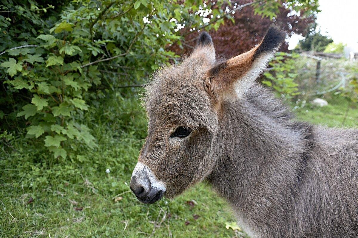 Пушистый ослик