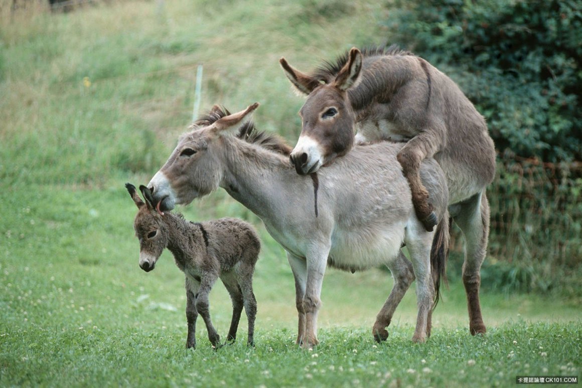 Ослики спариваются