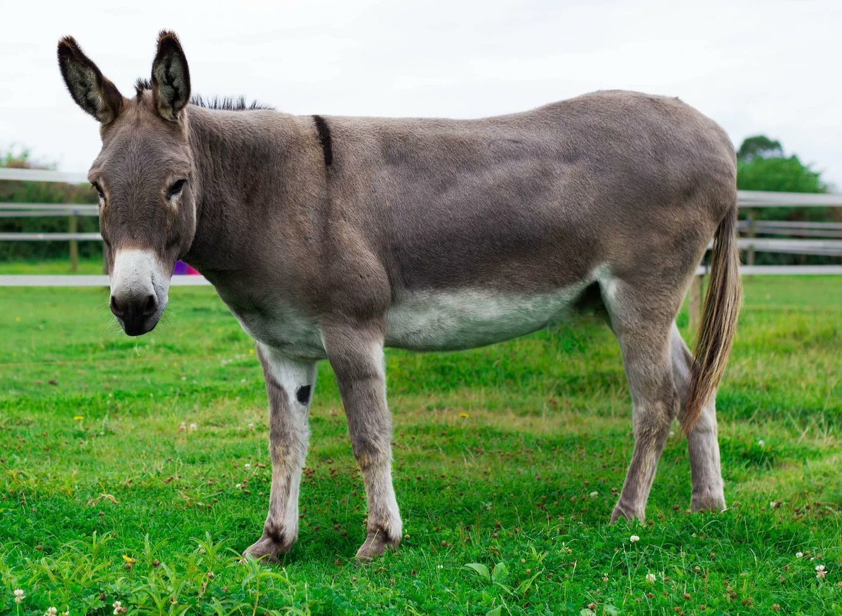 Осел ослица Осленок