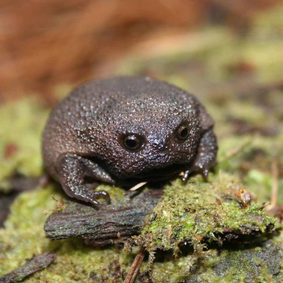 Африканская узкоротая лягушка