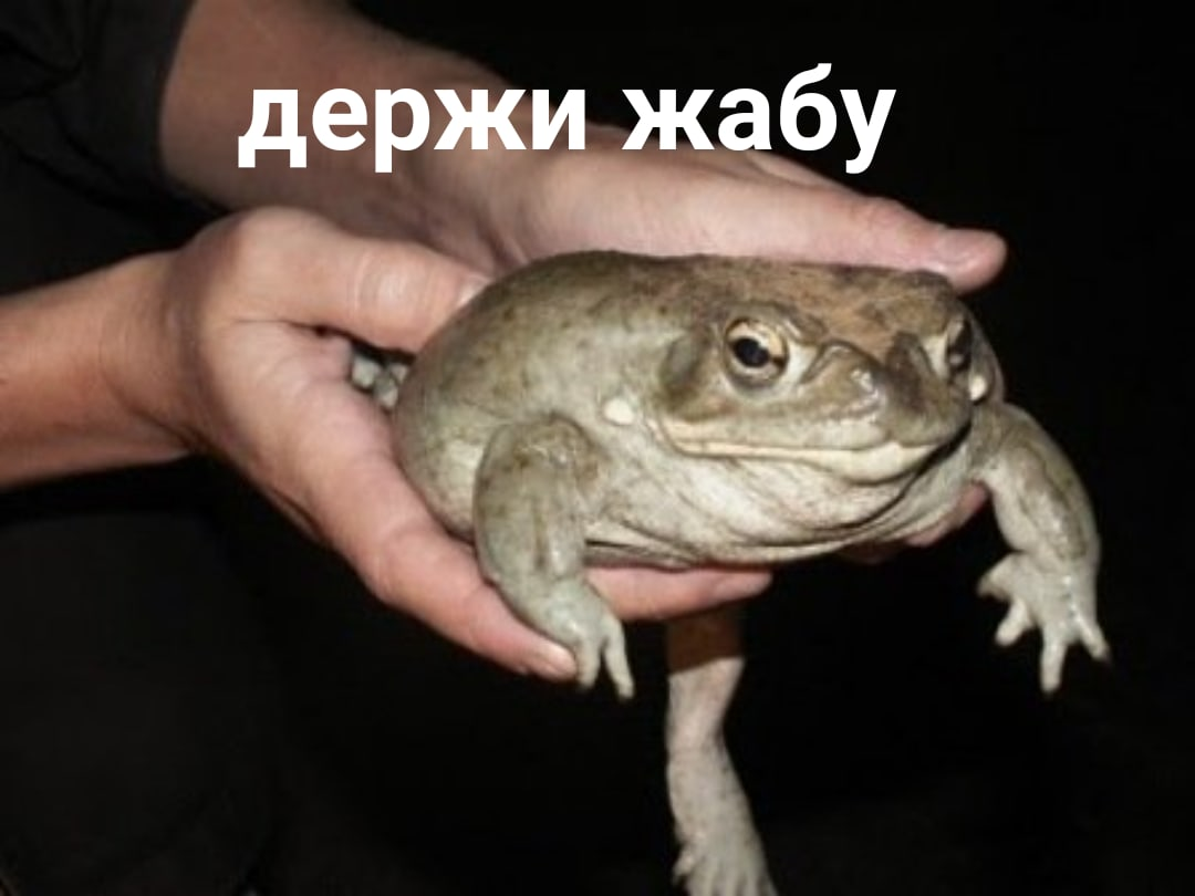 Колумбийский узкорот