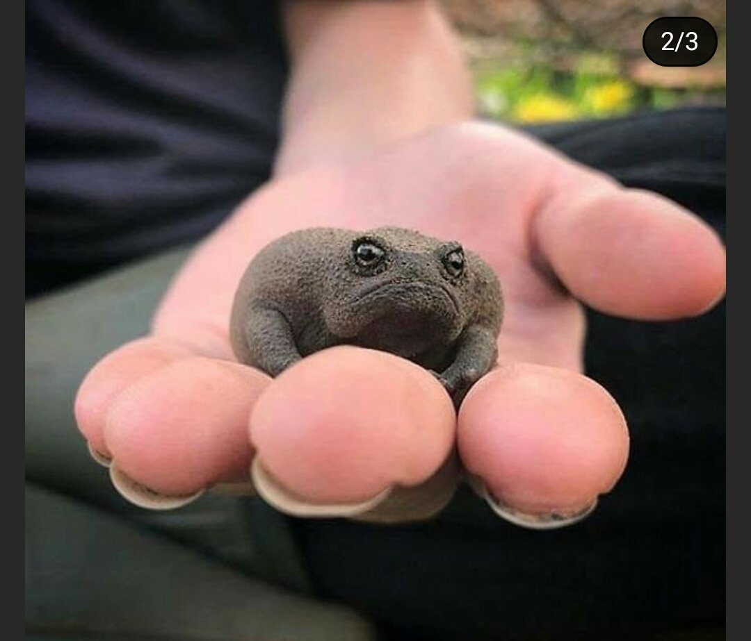 Африканский узкорот breviceps fuscus