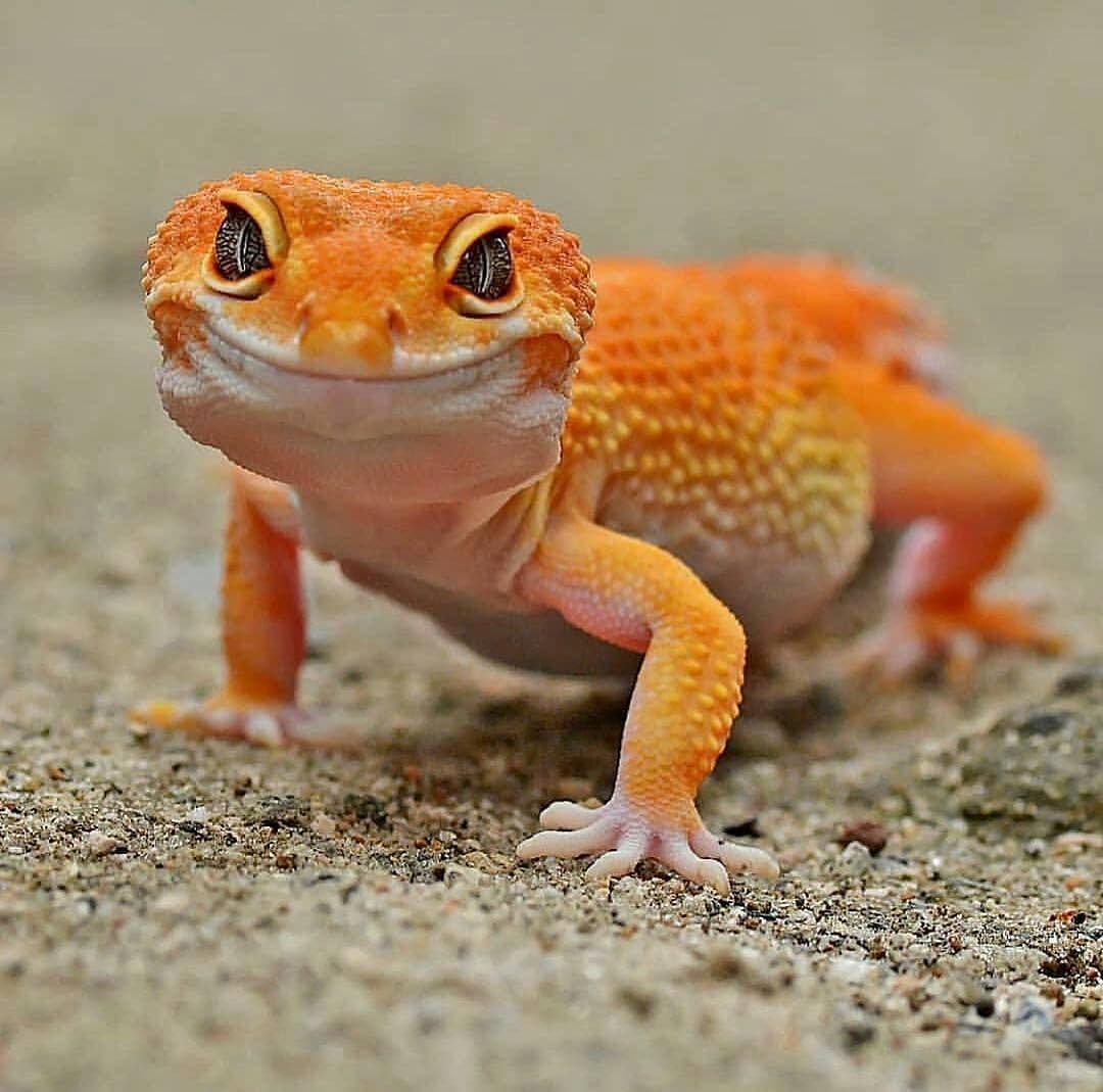 Эублефар рыжий