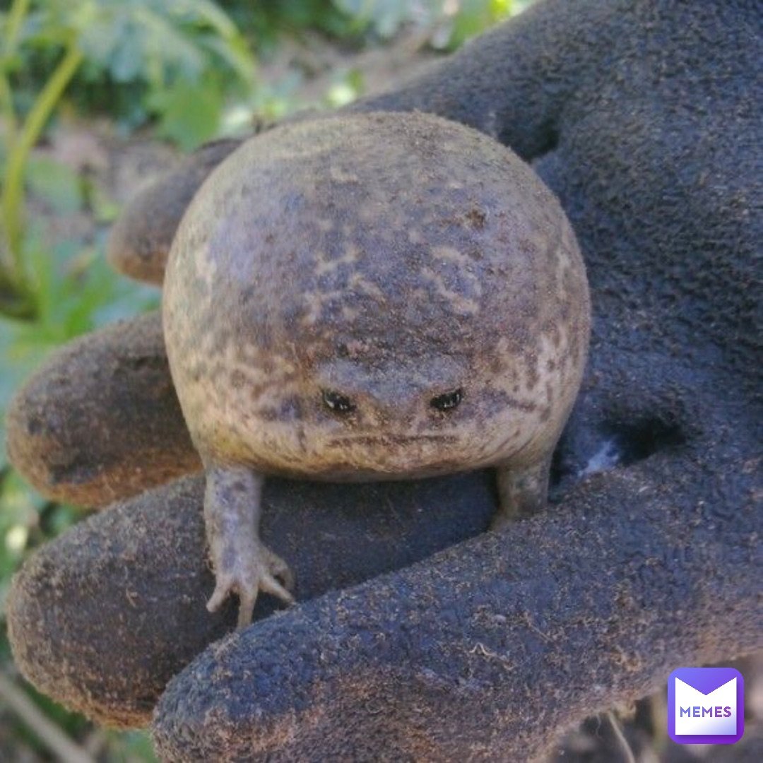 Узкорот лягушка