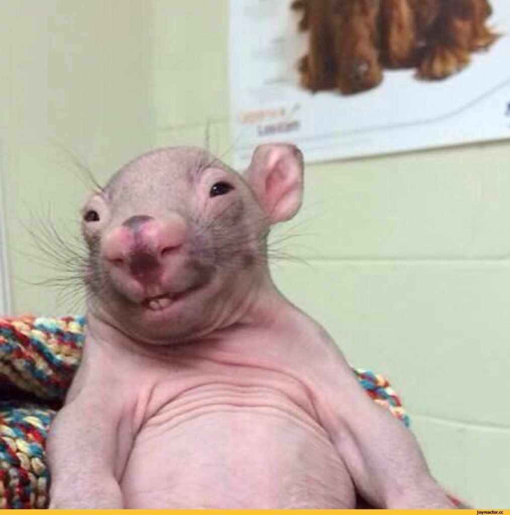 Держи семью жаб