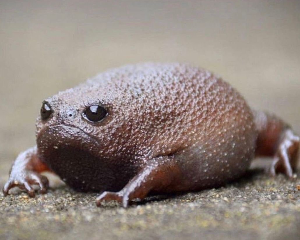 Африканский узкорот милашка