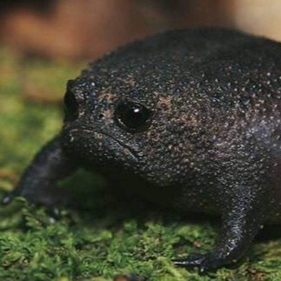 Черная дождевая лягушка breviceps fuscus