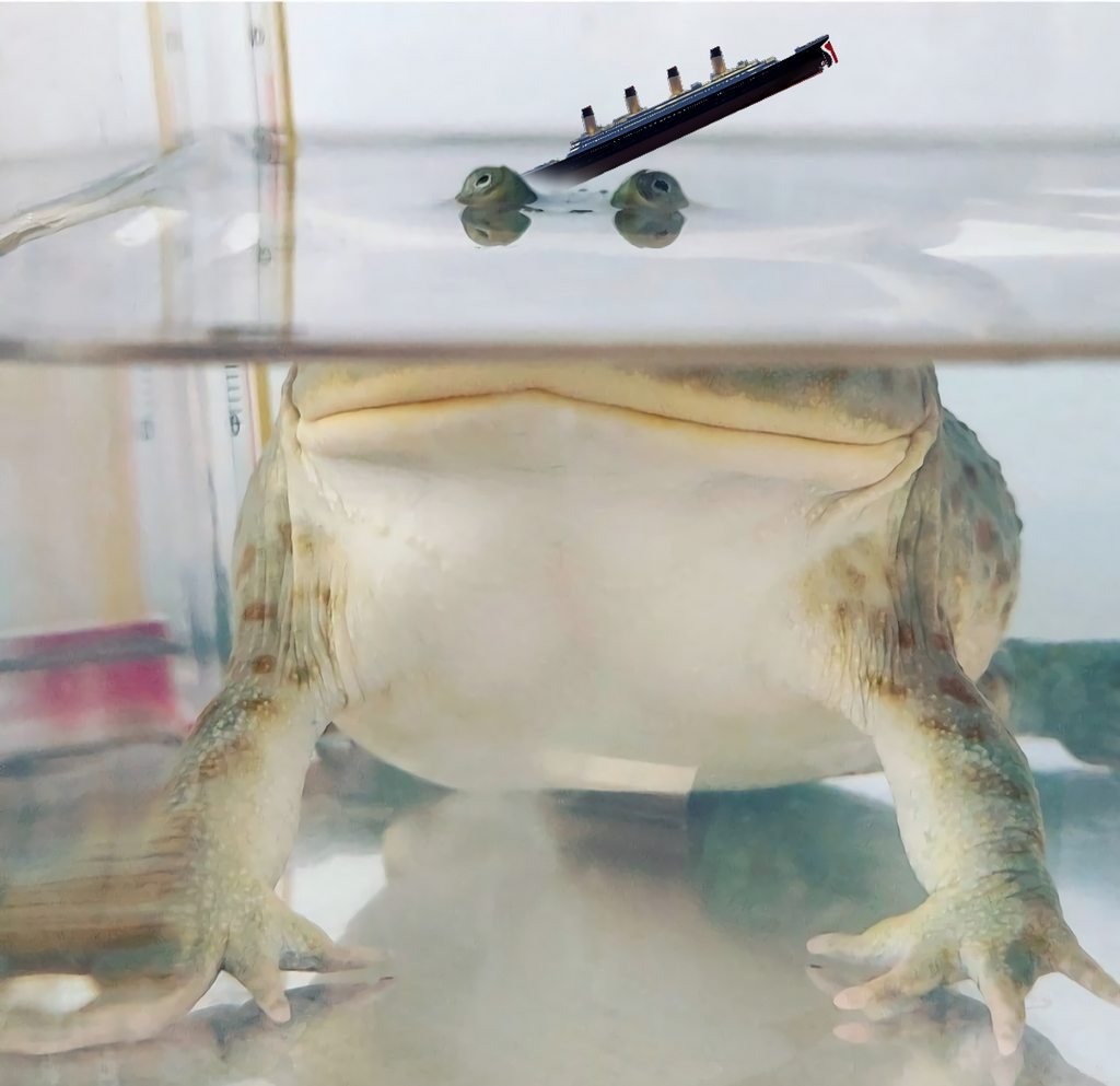 Лягушка водонос зубы