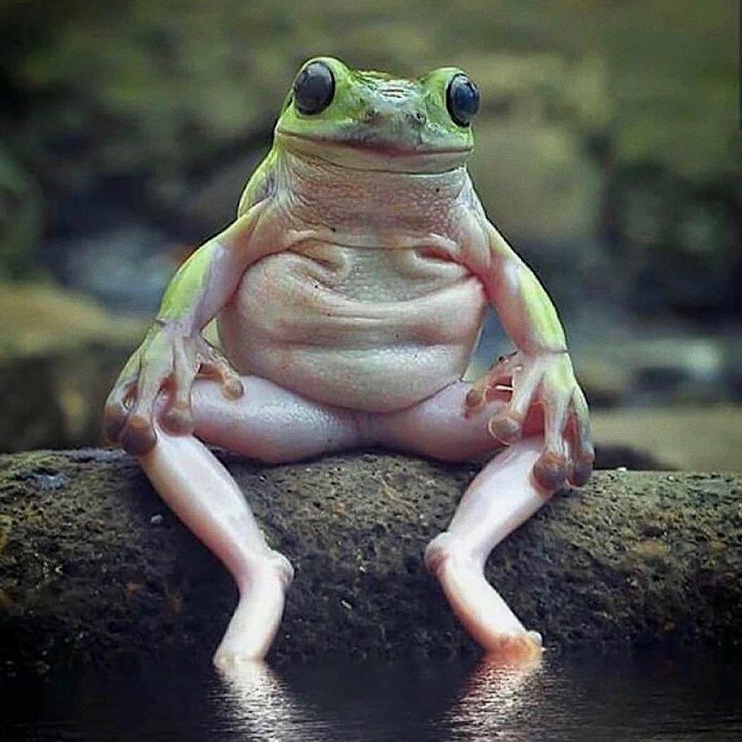 Лягушка с очками