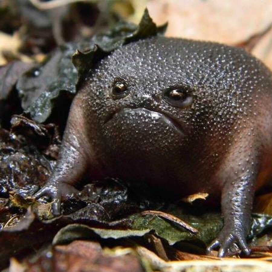 С днем рождения лягушка