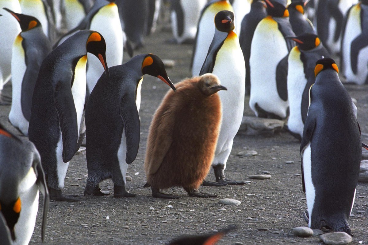 Пингвин пушистый коричневый