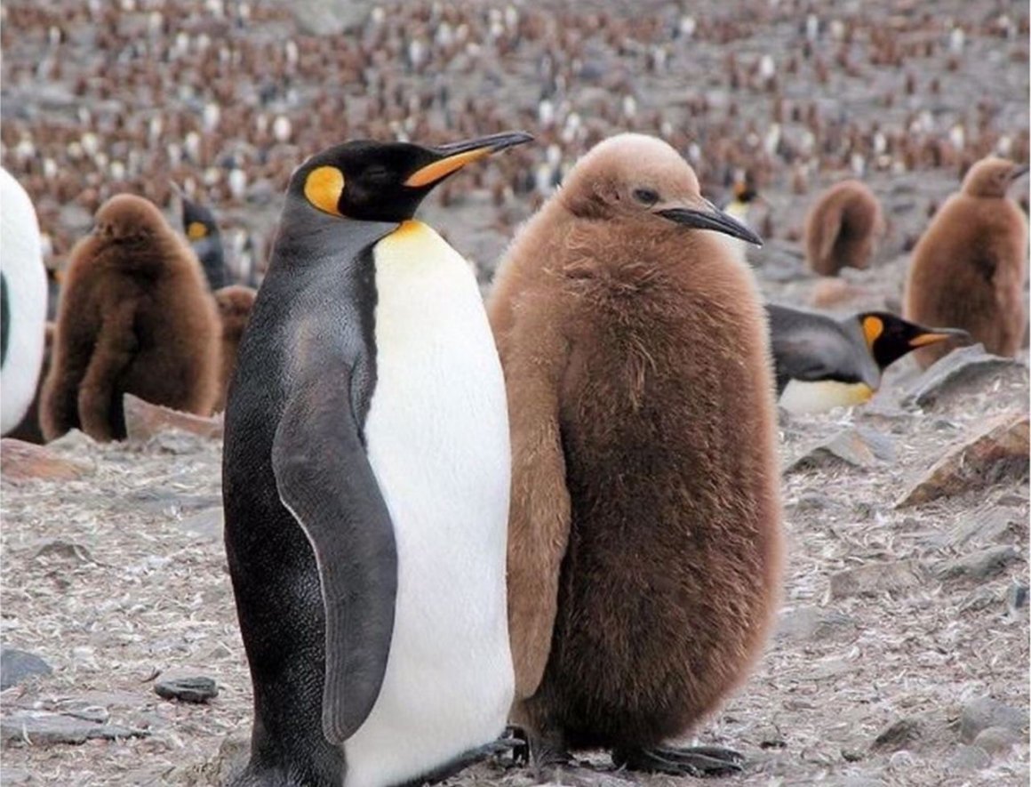 Королевский Пингвин детеныш