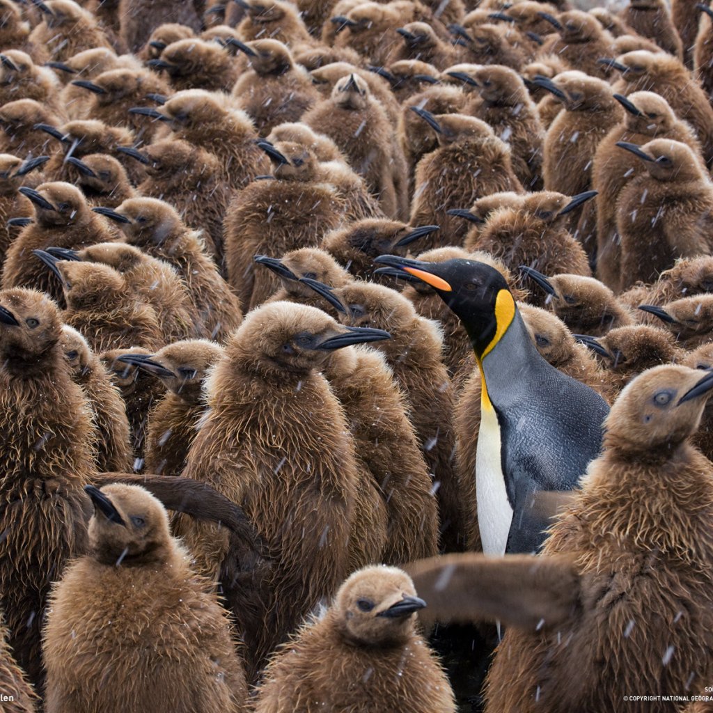 Королевский Пингвин детеныш