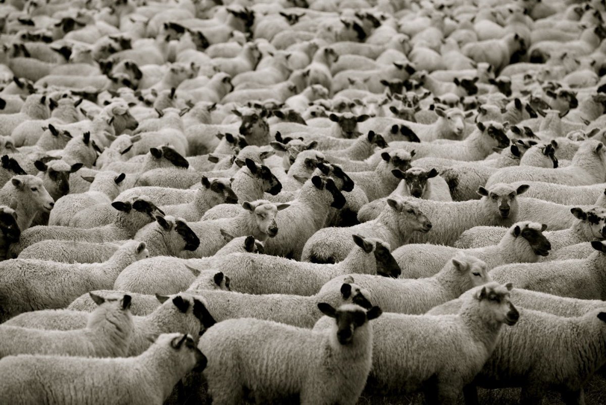 Стада овец Австралии