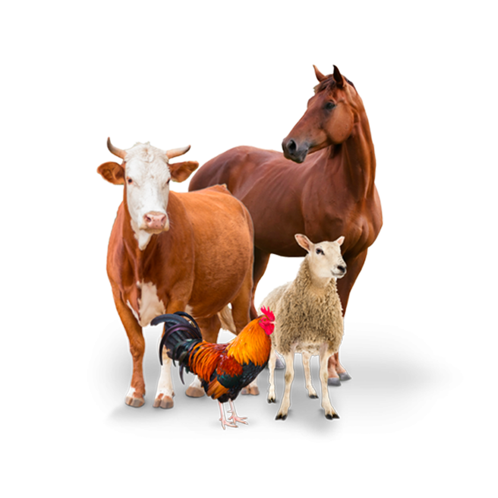 Сельскохозяйственные животные