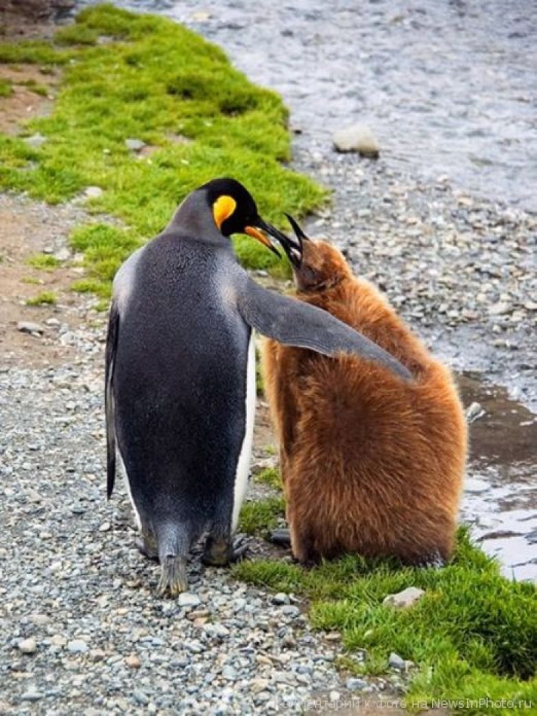 Толстоклювый Пингвин