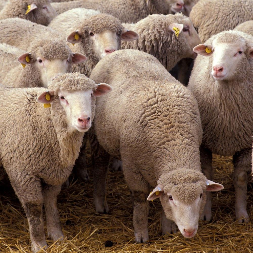 Разноцветные овцы