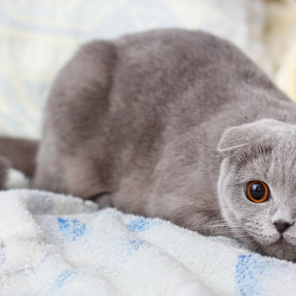 Шотландский вислоухий кот серый
