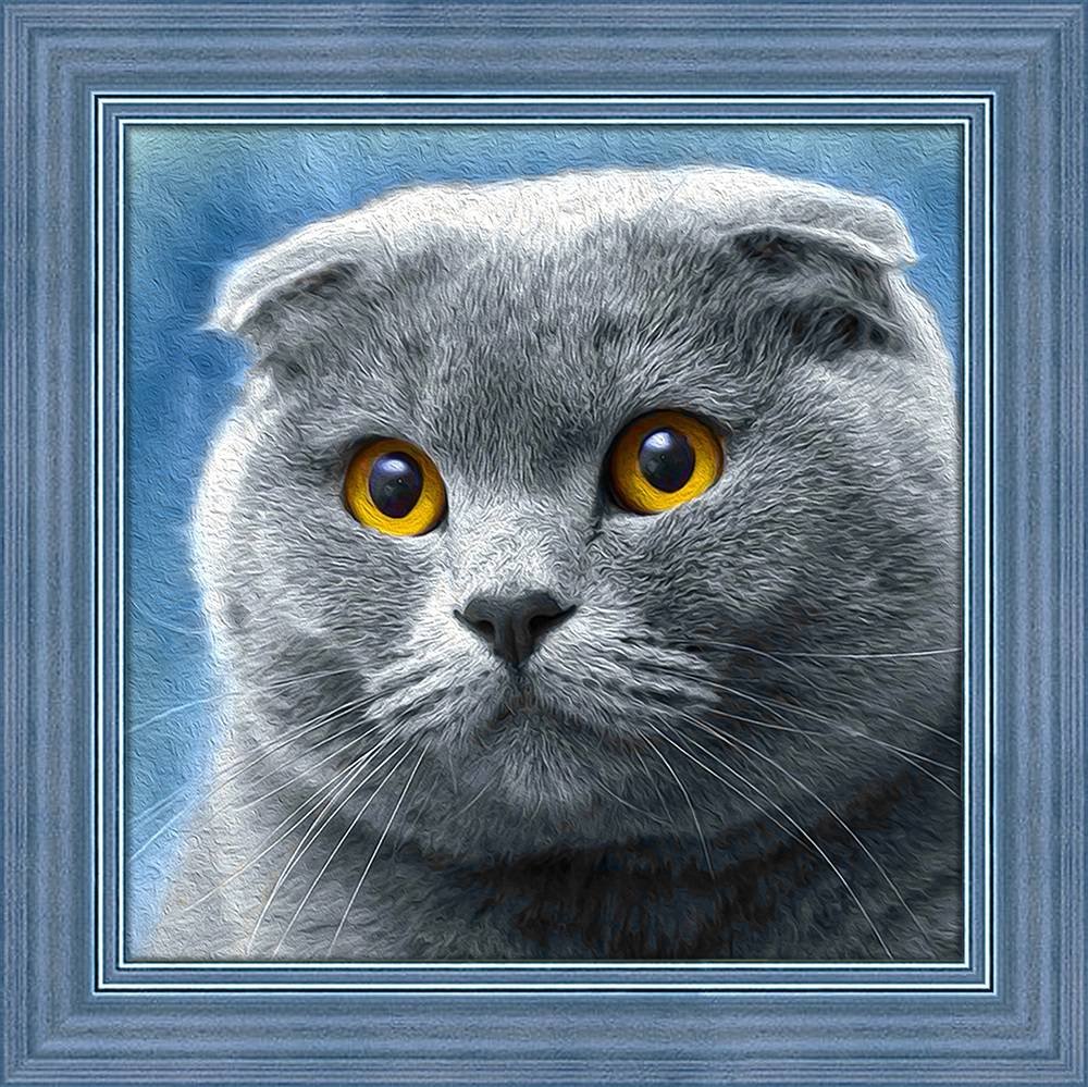 Шотландский вислоухий кот скоттиш фолд