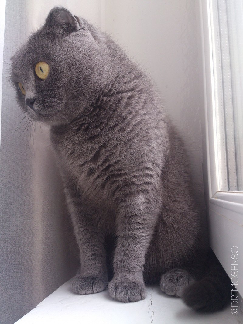 Шотландская вислоухая кошка серая