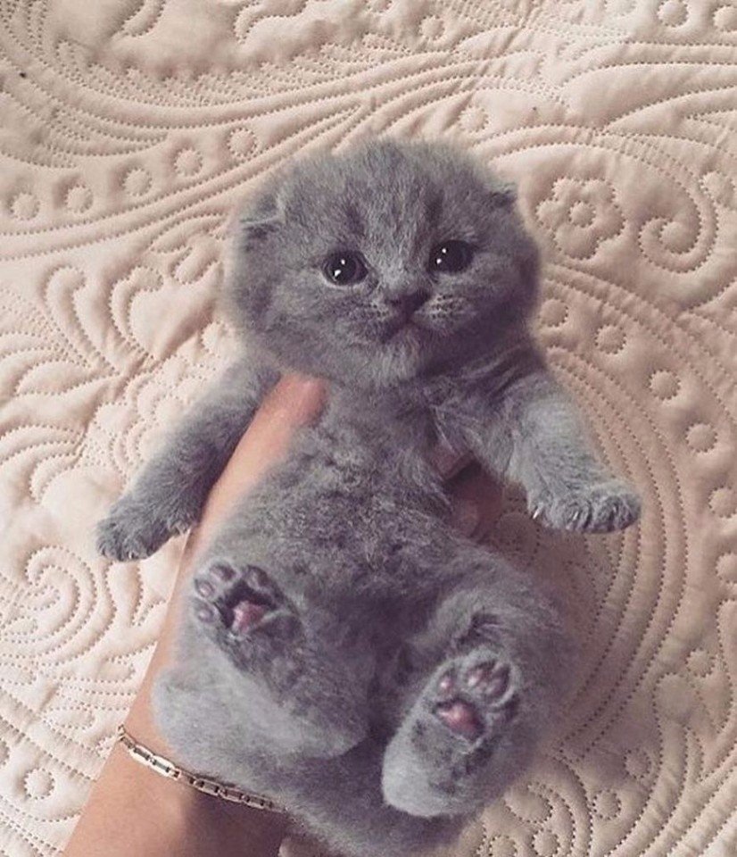 Маленькие Шотландские котята