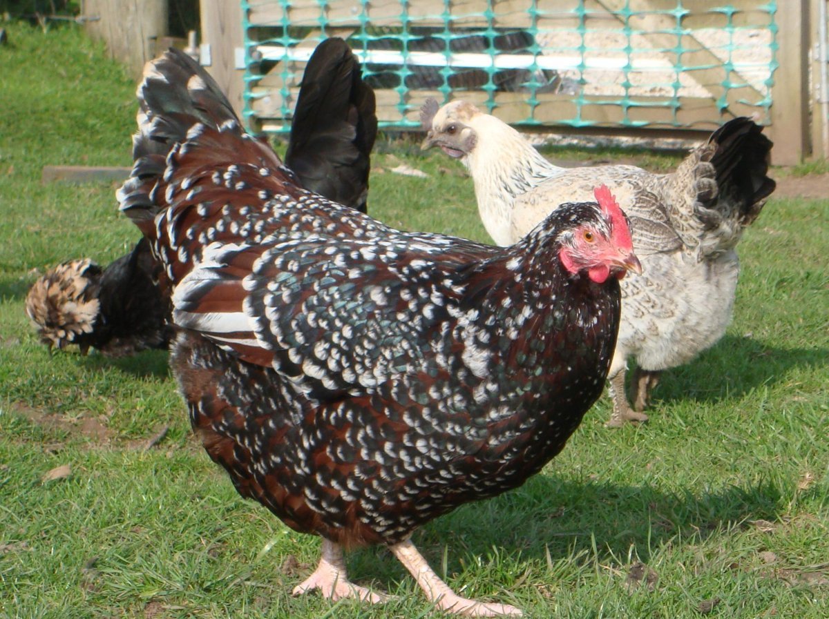 Суссекс парцеляновый