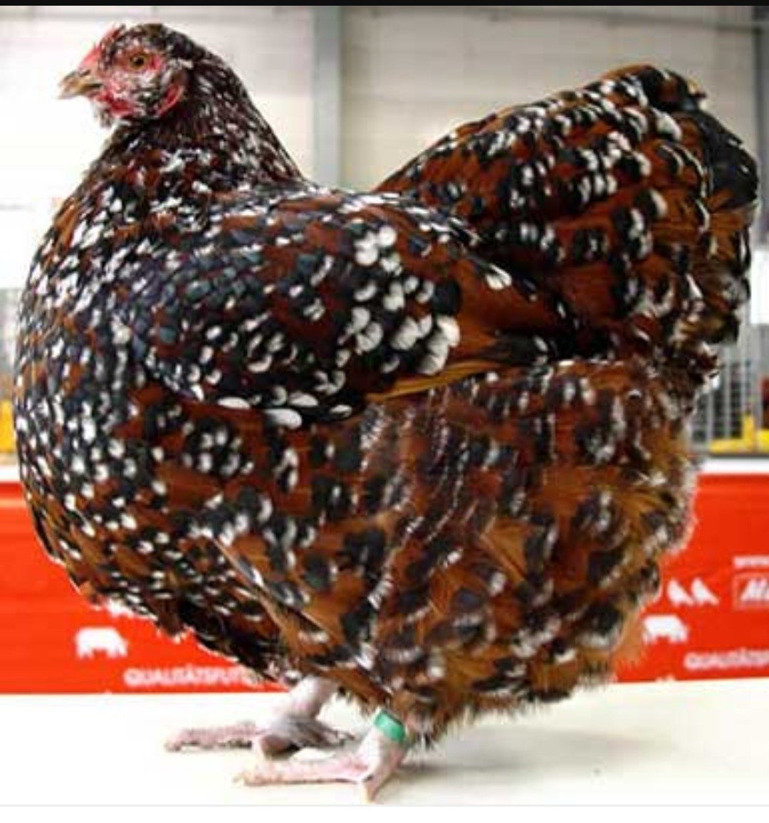 Орпингтон парцеляновый