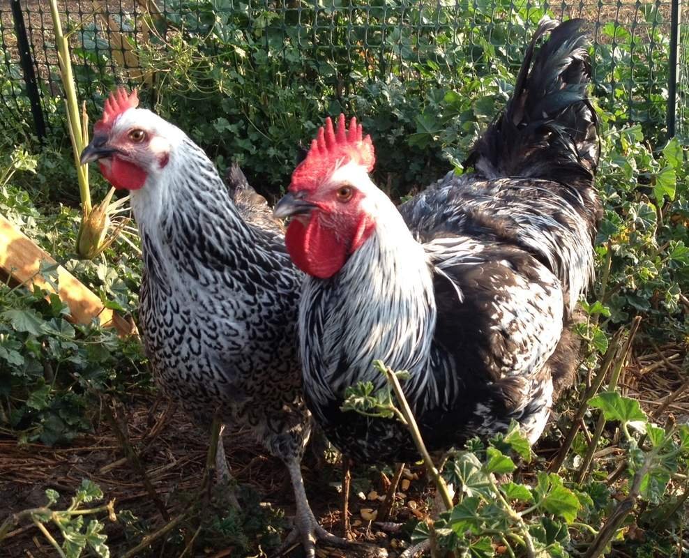 Куры Суссекс парцеляновый