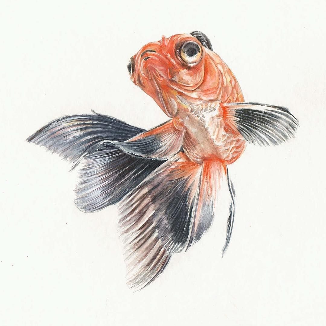 Золотая рыбка акварель