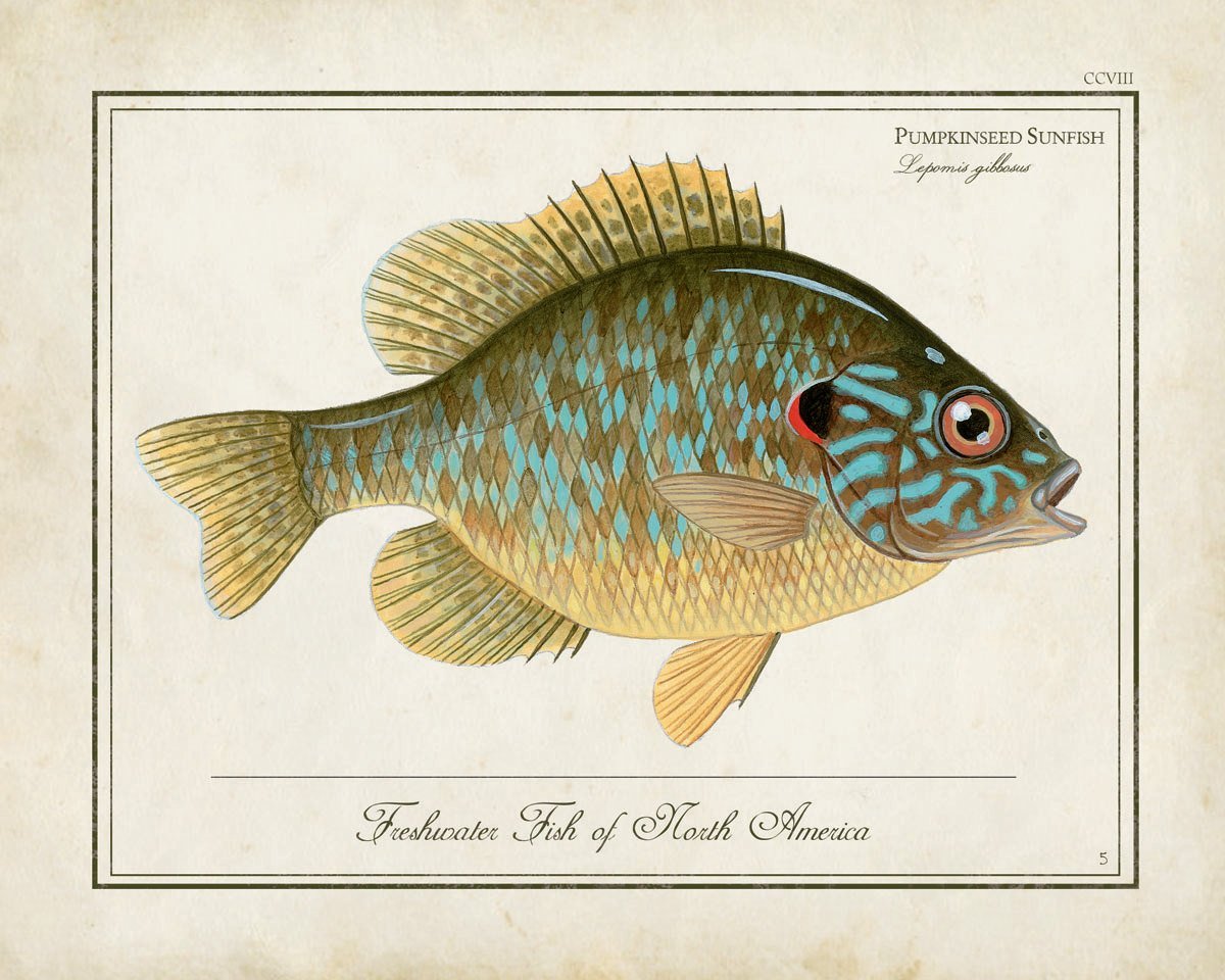 Постеры с изображением рыб